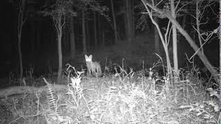 Red Fox Screaming at Night [upl. by Sailesh517]