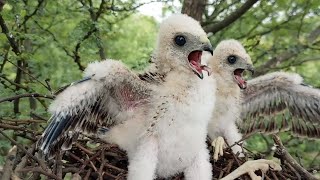 Falcon bird babies are very smart and healthy  Bird Plus Animals [upl. by Decamp519]