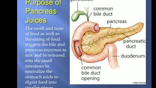 Pancreaspancreas in hindi Bpharma study APP [upl. by Graniah241]