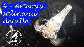 4 Artemia salina aqua dragons al microscopio [upl. by Richie]