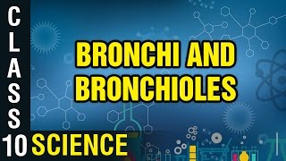 Bronchi and Bronchioles  Respiration  Class 10 Biology  Science  Digital Teacher [upl. by Erickson]