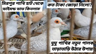 Dimond Dove Price in Dhaka Bangladesh ডাইমন্ড ডাভ মিরপুর হাটের দাম কত ঘুঘুর পালন এর উদ্দেশ্য কি [upl. by Ettenoj610]