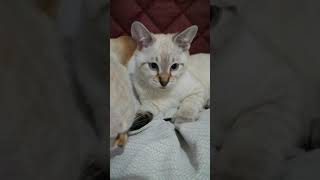 Savannah SNOW kittens quot fighting quot  playing 🐾🐾🐾 the best evening routine 🐈🐈🐈 kittens love 💙💙💙 [upl. by Oibaf]