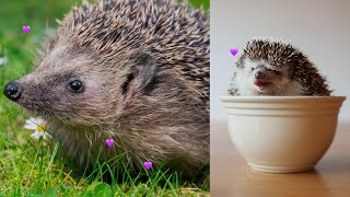 Exploring the Fascinating World of Hedgehogs – The Cutest Spiky Pet [upl. by Emelin130]