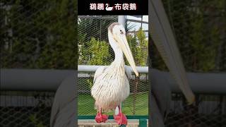 鵜鶘台灣語🦢布袋鵝！Pelican｜Taiwanese｜Budai Goose＃shorts [upl. by Maddis]