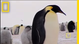 Penguins Dressed for Success  National Geographic [upl. by Zea]