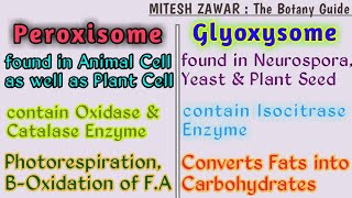 Microbodies Peroxisomes and Glyoxysomes  Peroxisomes and Glyoxysomes Structure and Functions [upl. by Petuu]