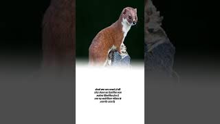 Least weasel scientific name shorts agriculture knowledge facts [upl. by Kentiggerma]