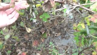 Julies Allotment  Loganberry Pruning  8th Sept 2015 [upl. by Scoville441]