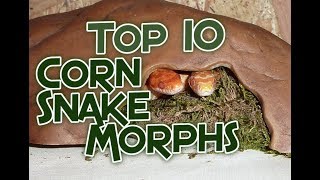 Top 10 Corn Snake Morphs With Prices [upl. by Anyrtak]