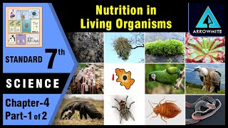 Nutrition in Living Organisms  Std 7  Science  Chapter 4  Part 12  Maharashtra Board [upl. by Luanne877]