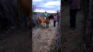 Senhor Zé Carlos Dono do Boi Salgadinho Fala Sobre a Carreira do Boi Hoje 11012020 [upl. by Luanni61]