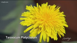 Ciscoe Morris plant pick brightening Northwest gardens this spring  KING 5 Evening [upl. by Aleris323]