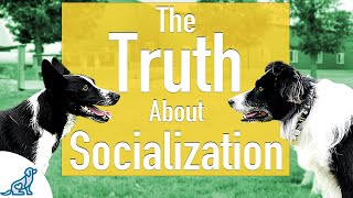 The Unpopular Truth About Socializing Your Dog [upl. by Adai]