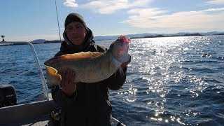 Angeln in Norwegen 2013Ulvøya bei Hitra  Frank mit einem Lumb auf Seelachsfetzen [upl. by Faus]