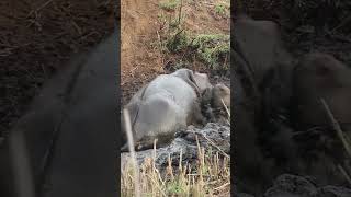 Hippo crushes buck thats stuck in the mud after wild dogs chased It 😱 [upl. by Frost]