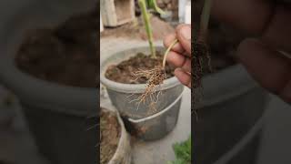 Removing phyllanthas niruri from My GardenA StepbyStep Guide short ytshorts viral shorts [upl. by Spiros]