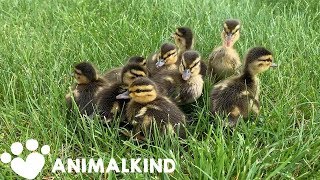 Quazy duck rescues compilation  Animalkind [upl. by Wanfried146]