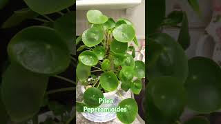 Pilea peperomioides plantasfelices plantasymasplantas jardineando shots [upl. by Roby]