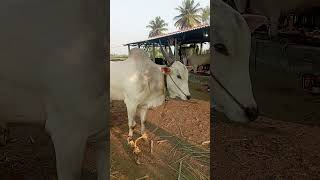 Kamaladinni dali  ರಂಗಾಪೂರ್ ಸರ್ಜಾ✌🤩 trending bull terabandirace viralvideo like sucbcribe [upl. by Kylynn]