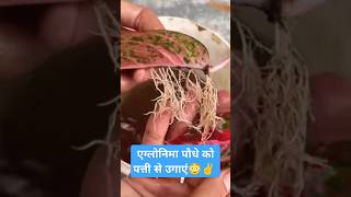 Aglonema plant propagation shorts shortvideo shortsvideo ytshorts youtubeshorts skills [upl. by Yziar]