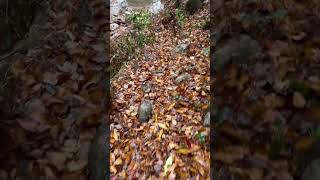 Fill Slope Failure Gragg Prong trail chiefsholsters helene helendamage hiking wnc wncstrong [upl. by Magill540]