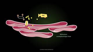 UE6 Signalisation intracellulaire PASS [upl. by Ydnar580]