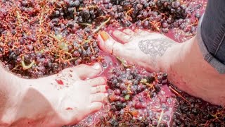 Get your family stompin’ at Bernhardt Winery Grape Stomp Festival [upl. by Orthman345]