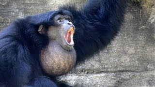 Siamangs Howling FYV [upl. by Arocat]