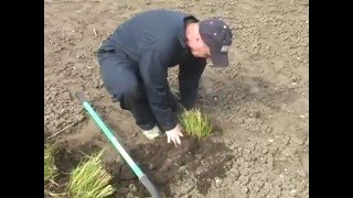 How to Divide Ornamental Grasses [upl. by Tdnarb710]