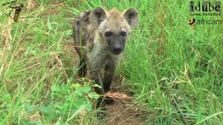 Visiting The Hyena Den [upl. by Anette]