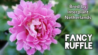 FANCY RUFFLE ROSE plant by INTERPLANT Netherlands バラ ファンシー ラッフル [upl. by Borlase]