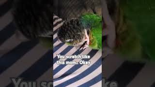 blue scratches petme greencheekconure parrot birdlife birds cutebird cuteparrot [upl. by Tillie]