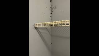 Cedar Ridge apartments in Baytown has a roach problem baytown [upl. by Euqcaj]