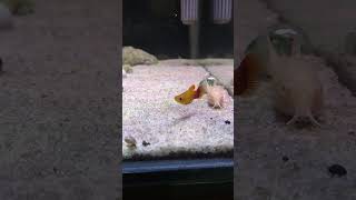 Platy Sunset platyfish ikanplaty ikanhias ikanhiasaquarium aquarium aquariumfish hobby hobi [upl. by Isaiah]