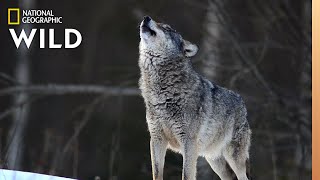 Wolves 101  Nat Geo Wild [upl. by Askari]