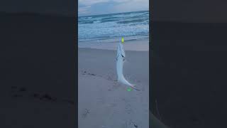 Bluefish at Playalinda Beach [upl. by Gwenni]