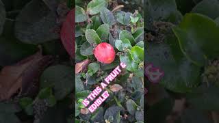 IS THIS A FRUIT amp EDIBLE [upl. by Fish]