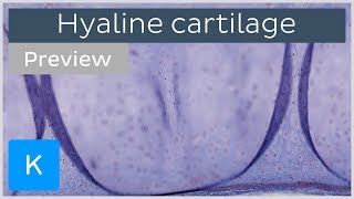 Hyaline cartilage slides and function preview  Human Histology  Kenhub [upl. by Alveta421]