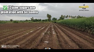 ✅ 13 june sugarcane plantation with Go Ganna 55 × 15 Co 86032 [upl. by Nezah]