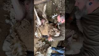 Shearing a large Corriedale ewe 🐑 [upl. by Eelaras]