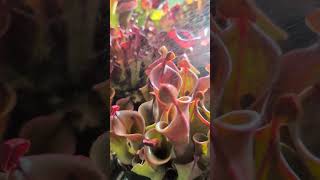 Heliamphora watering time asmr plants [upl. by Zingale]