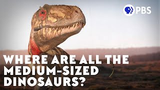 Where Are All the MediumSized Dinosaurs [upl. by Otina759]