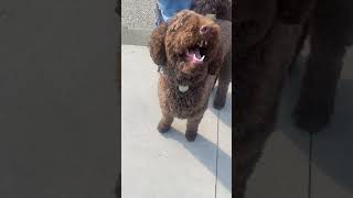 Nyack Street Fair Part 5 and Last Part Featuring Zeeky the Labradoodle101324 [upl. by Dorri279]