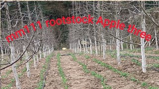 mm111 rootstock Apple  3 साल के mm 111रूटस्टॉक के प्लांट  mm111rootstock plant [upl. by Sirob186]