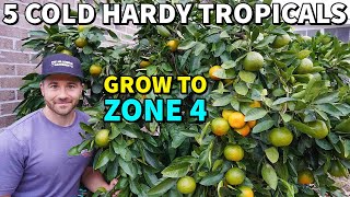 5 TROPICAL FRUITS Northern Gardeners Can Actually Grow [upl. by Dermott756]