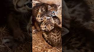 Cute Bengal kittenskitten cutefarmanimals bengal [upl. by Raamaj]