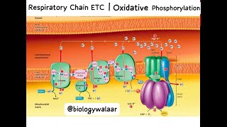 Class 11  Biology  Chapter 11  Lecture 13  Respiratory Chain  Oxidative Phosphorylation [upl. by Enreval]