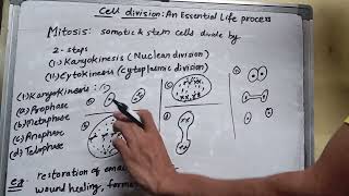 Mitosis explanation CellAn essential life process biology 11th celldivision [upl. by Akisej]