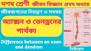 অ্যাক্সন ও ডেনড্রনের পার্থক্য9 টিDifference between an axon and dendron cls10 lifescience chp1 [upl. by Akyeluz318]